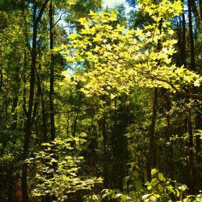 乐鱼app官网最新版下载