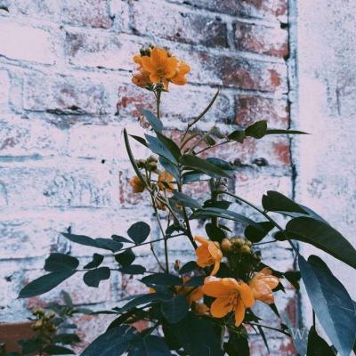 澳门新葡澳京app下载